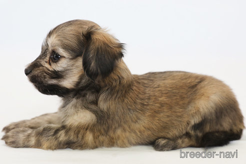 成約済の神奈川県のマルックス:マルチーズ×ミニチュアダックスフンド-300286の2枚目